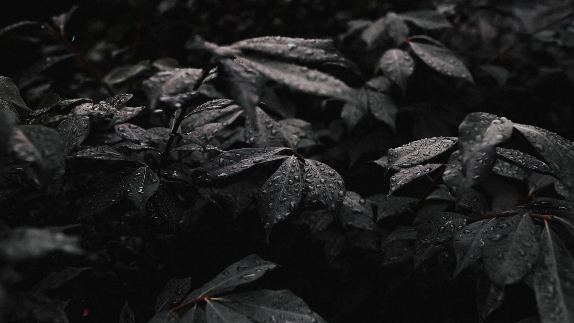 Coffee beans and brewing background